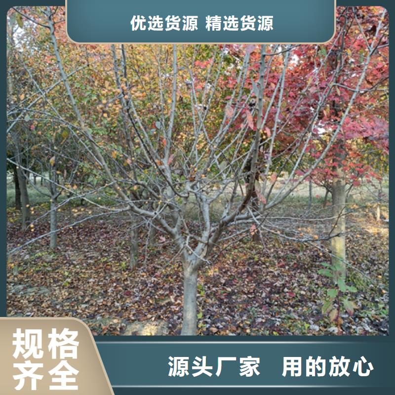法桐_金葉槐廠家直銷值得選擇