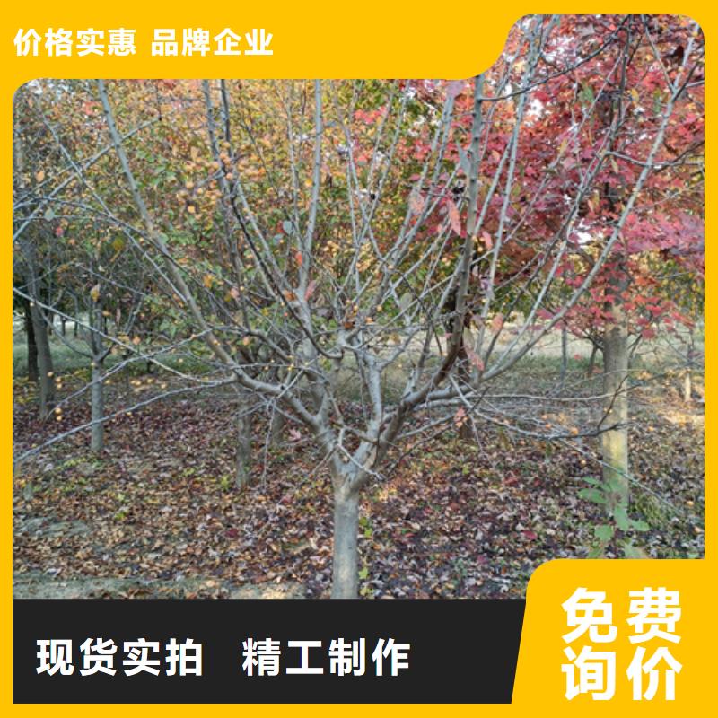 周邊法桐供應(yīng)商