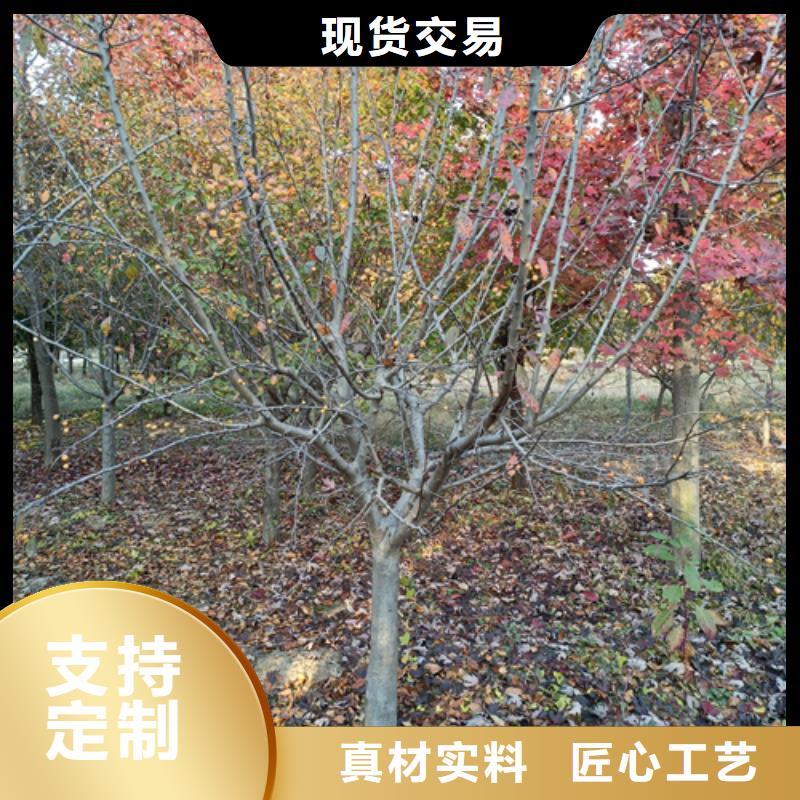 法桐-好產品放心可靠