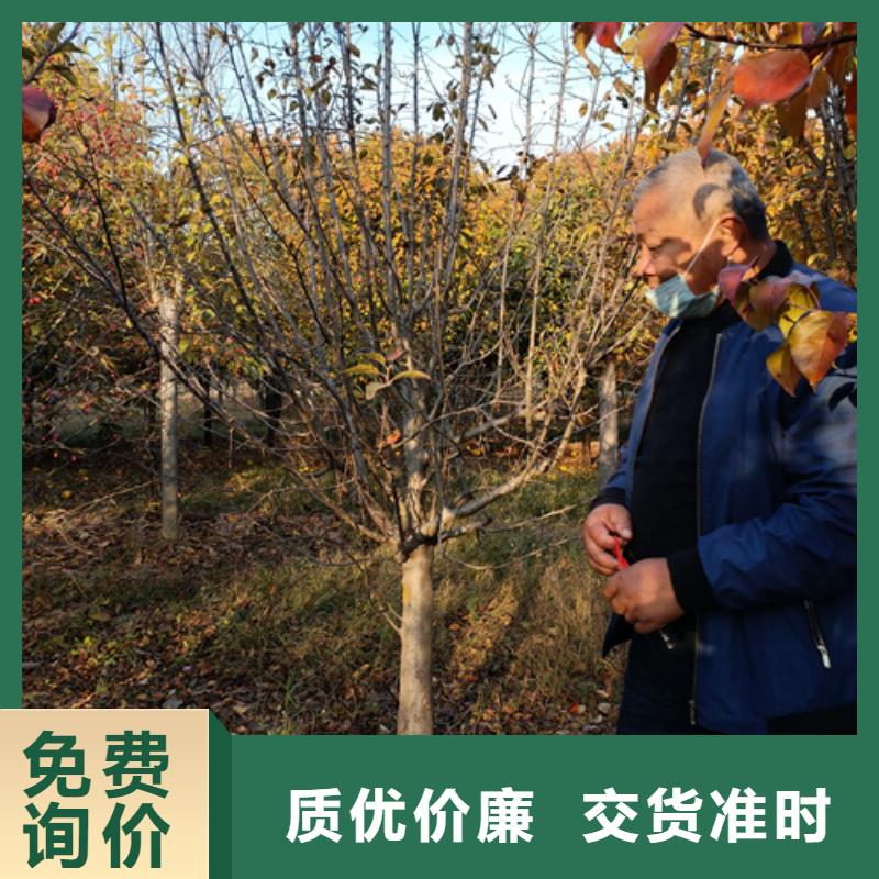 大規模法桐小苗生產廠家