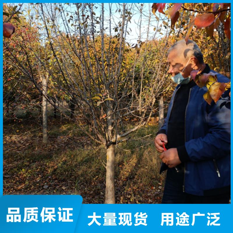 法桐小苗-點擊洽談