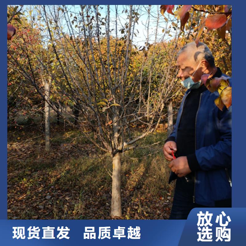 歡迎訪問##法桐##廠家