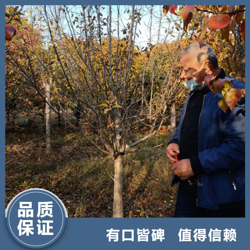 法桐價格質量放心綠化苗木