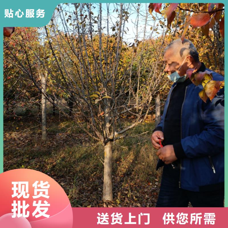 法桐五角楓為您提供一站式采購服務