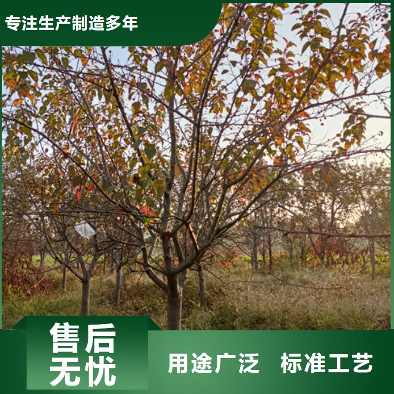 速生法桐來電咨詢綠化苗木