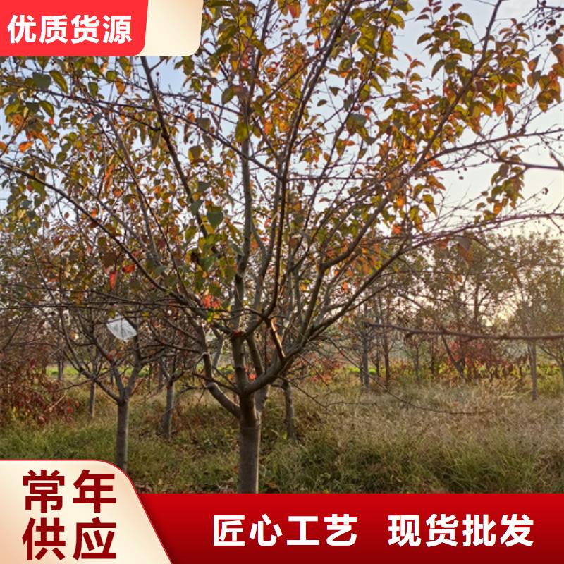 法桐秋紫白蠟詳細參數
