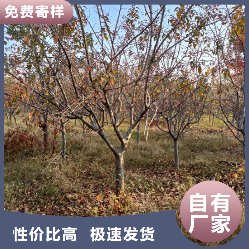 法桐选择大厂家省事省心