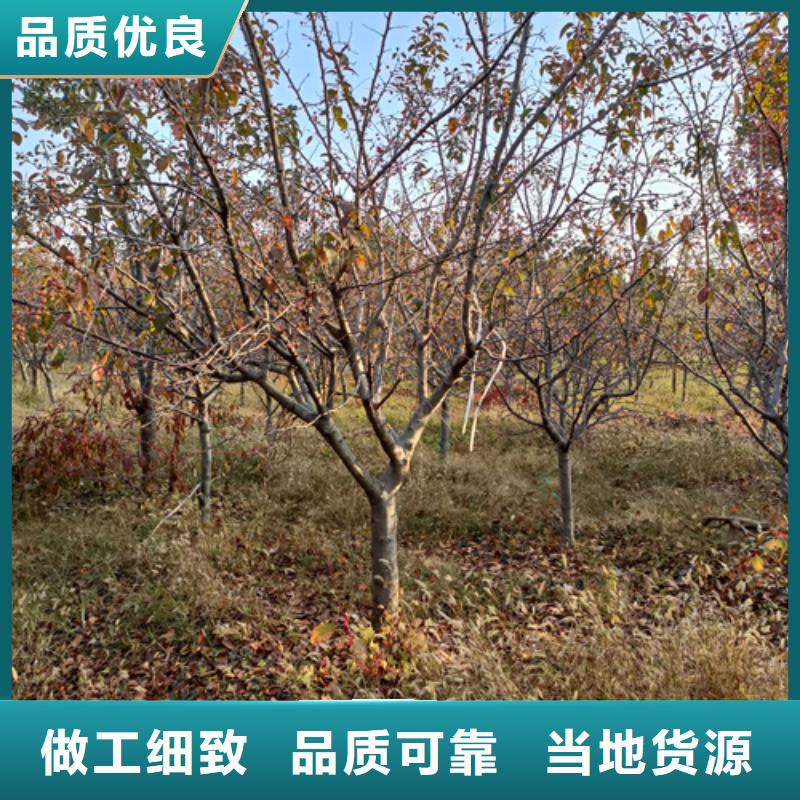 法桐小苗貨源充足綠化苗木