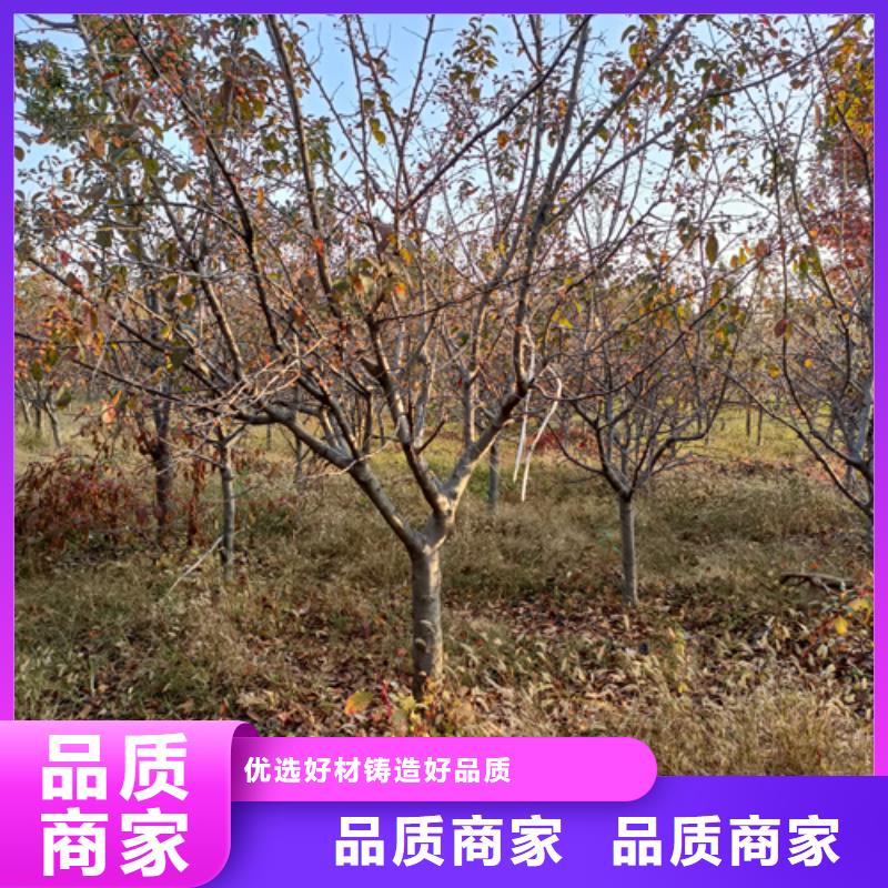法桐秋紫白蠟現貨充足量大優惠