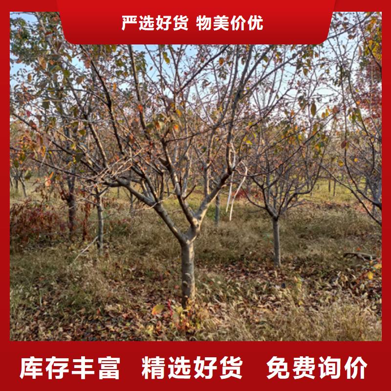 2025實體廠家#速生法桐#來電優惠