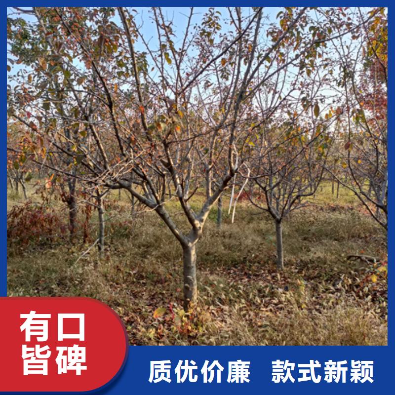 法桐小苗廠家-行業(yè)