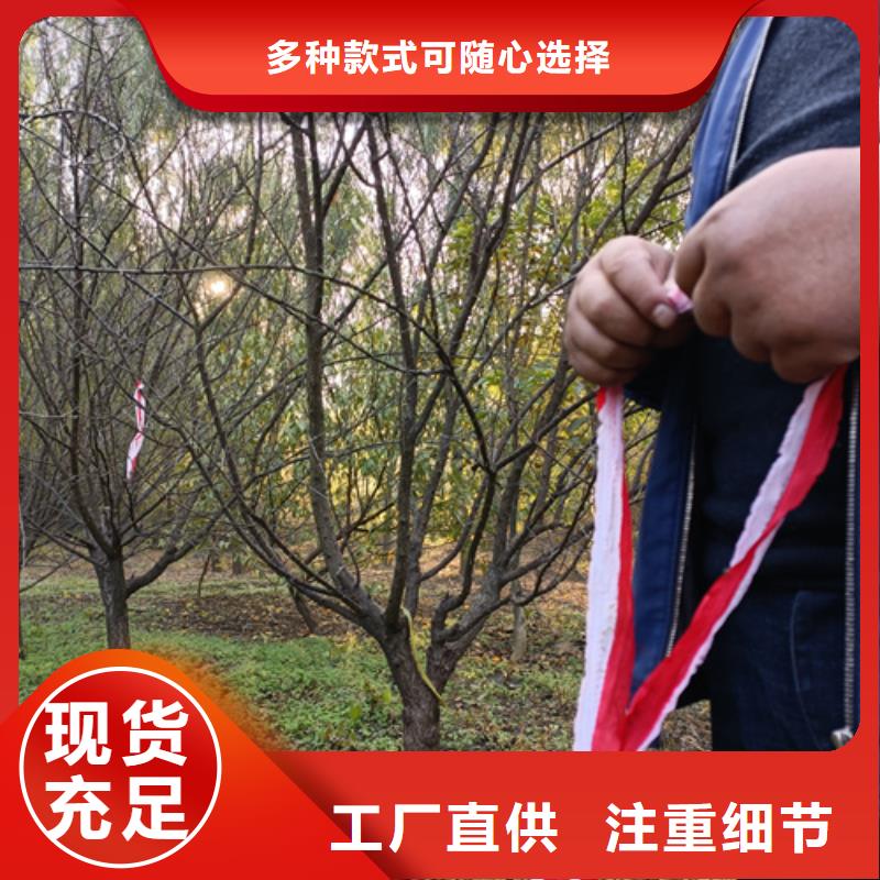 法桐黃金槐庫存齊全廠家直供