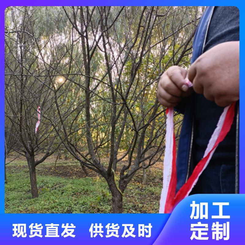 法桐訂購找大品牌
