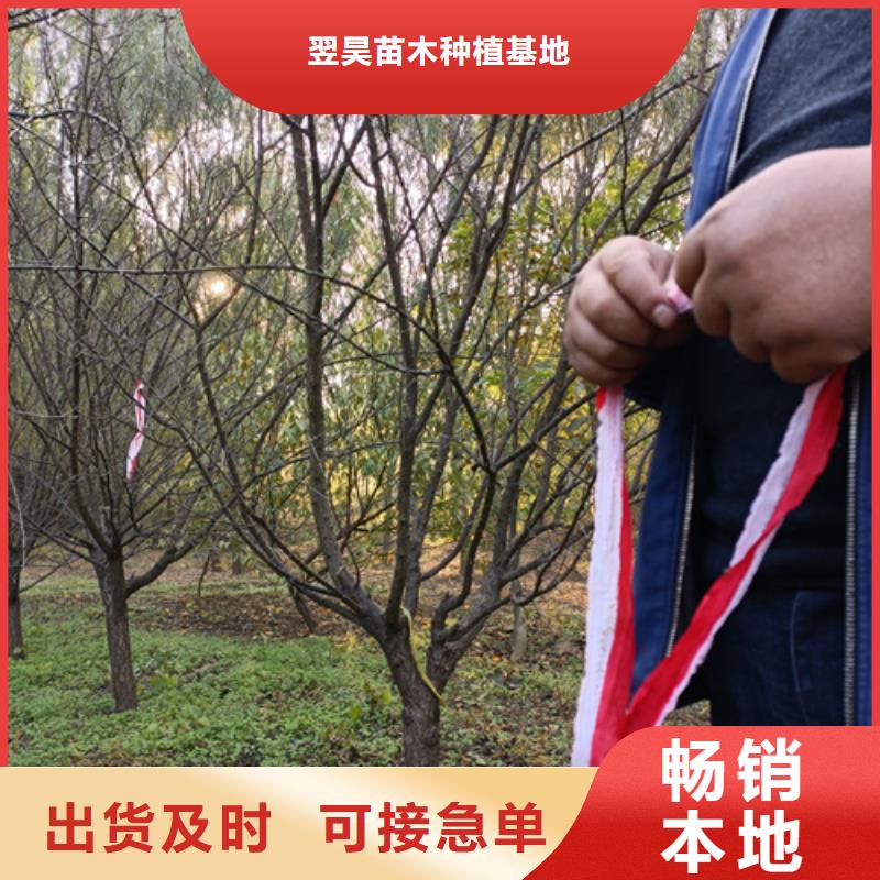 速生法桐種植基地綠化喬木