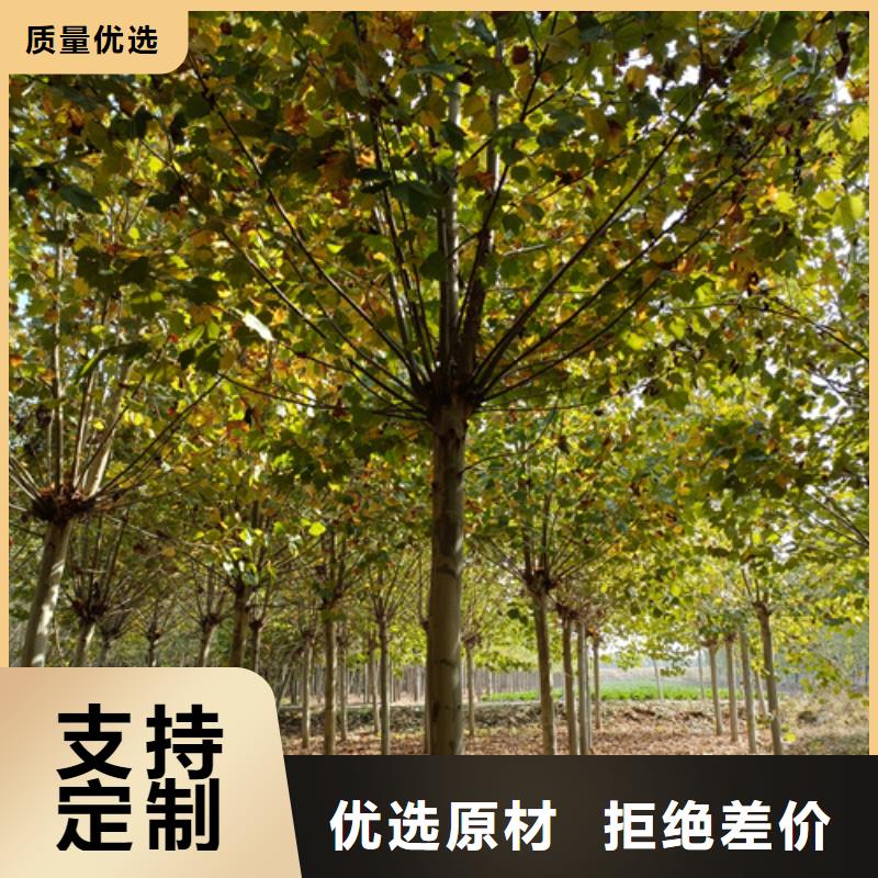 速生法桐現(xiàn)貨直供苗木基地