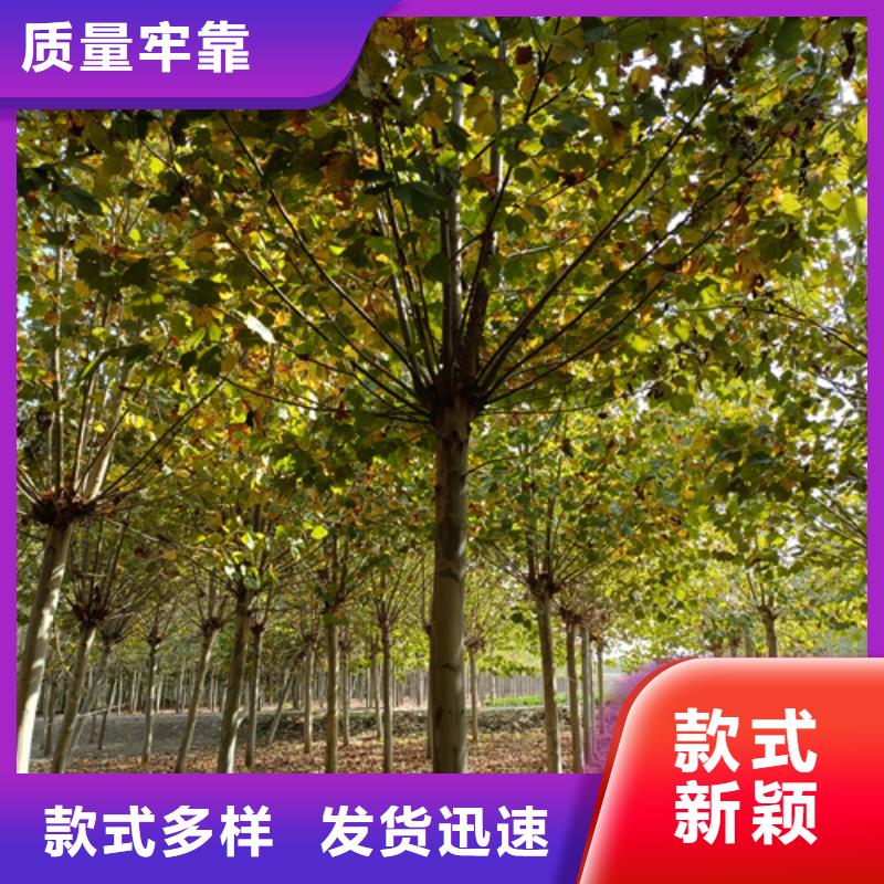 法桐五角楓品質(zhì)服務(wù)誠(chéng)信為本