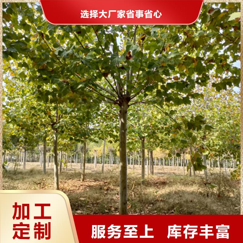 法桐小苗現(xiàn)貨供應(yīng)廠家