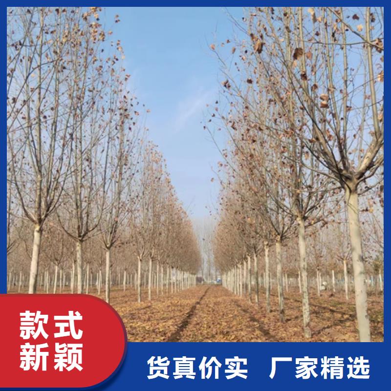 造型法桐現貨報價綠化苗木