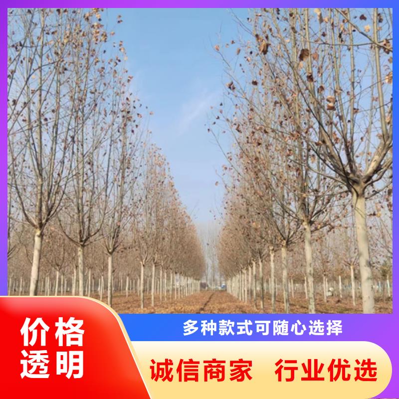 法桐五角楓定制零售批發(fā)