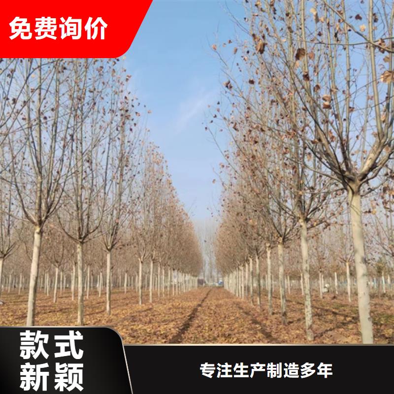 【法桐白蠟品質服務】