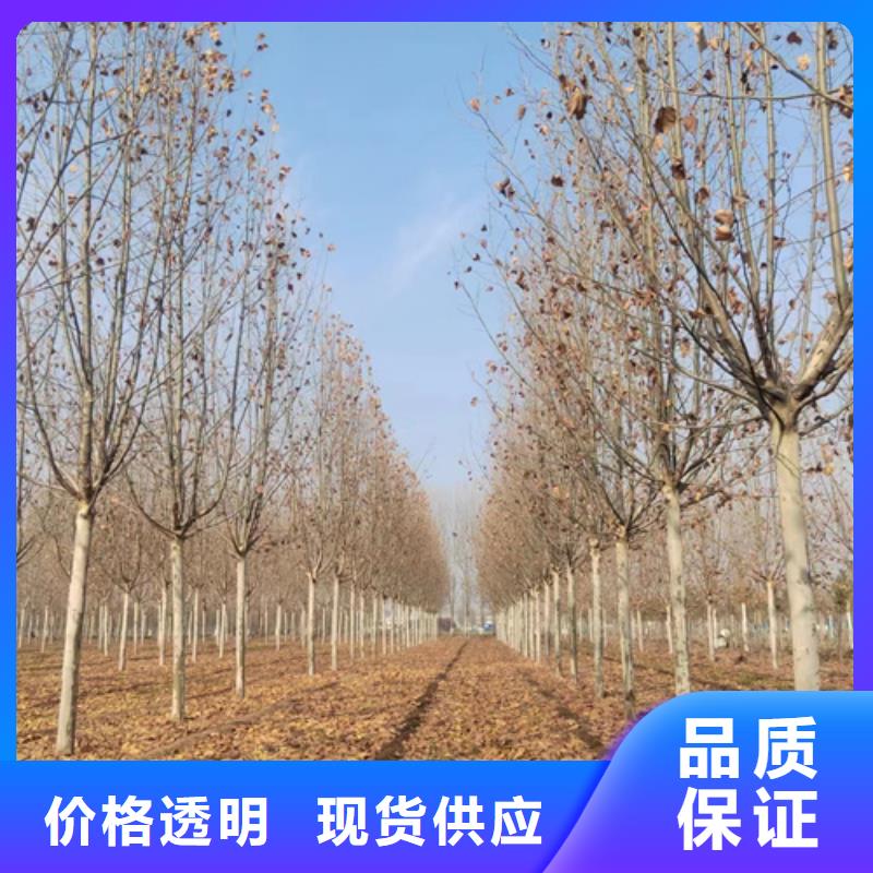 法桐價(jià)格歡迎來電綠化喬木