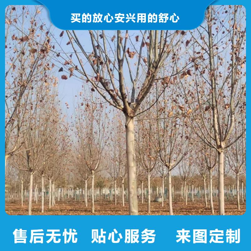 造型法桐產品詳細介紹