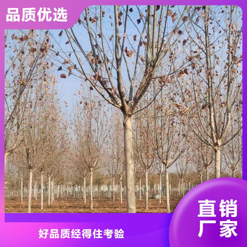 造型法桐暢銷全國綠化苗木