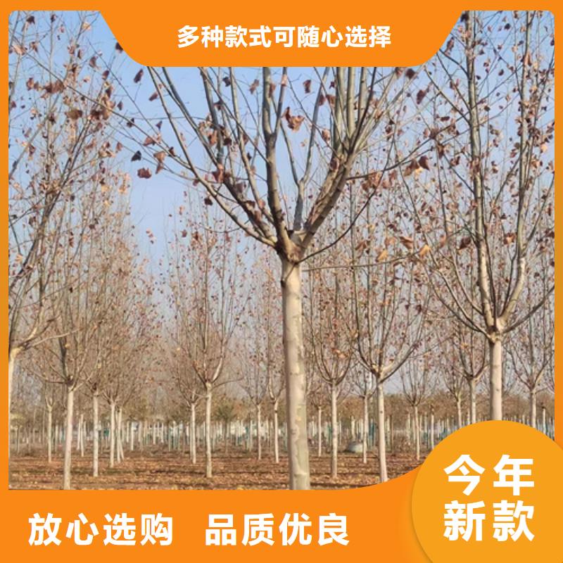 法桐小苗擇優(yōu)苗木基地