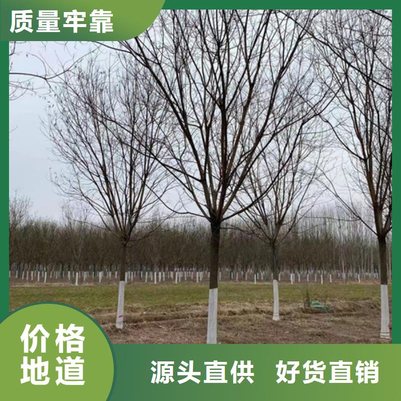 造型法桐生產(chǎn)廠家歡迎訂購(gòu)
