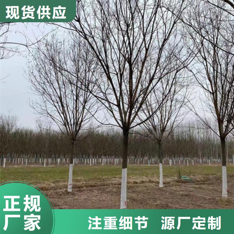 速生法桐發貨及時