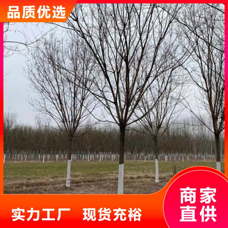 法桐國槐服務(wù)周到