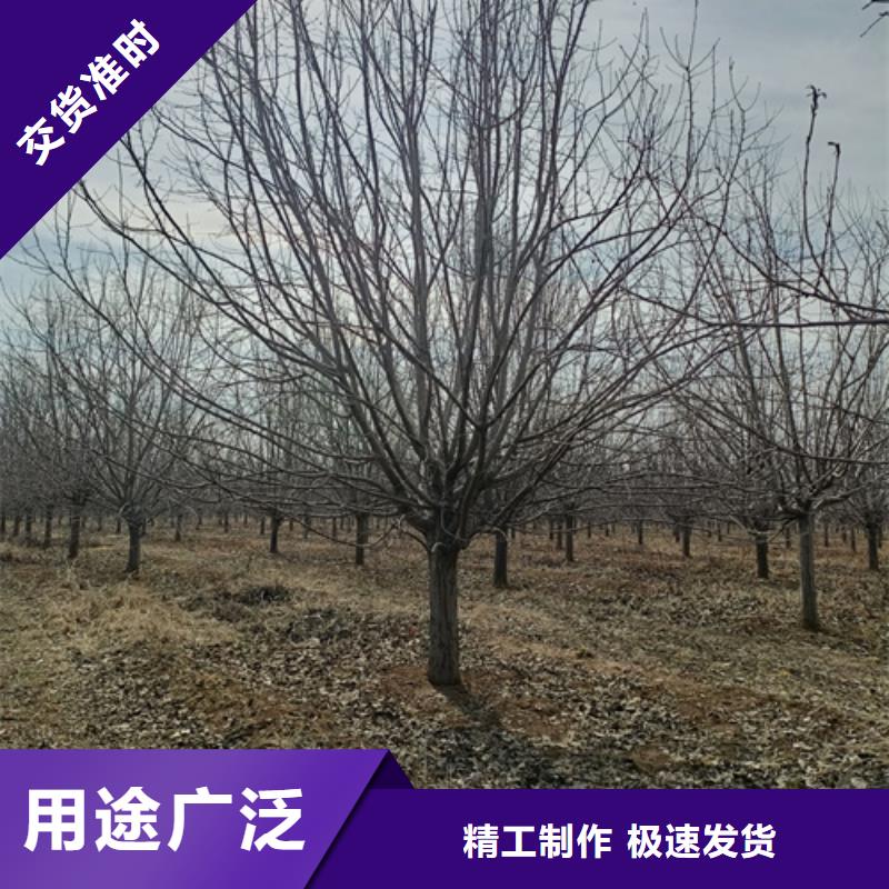 造型法桐免費(fèi)咨詢綠化苗木