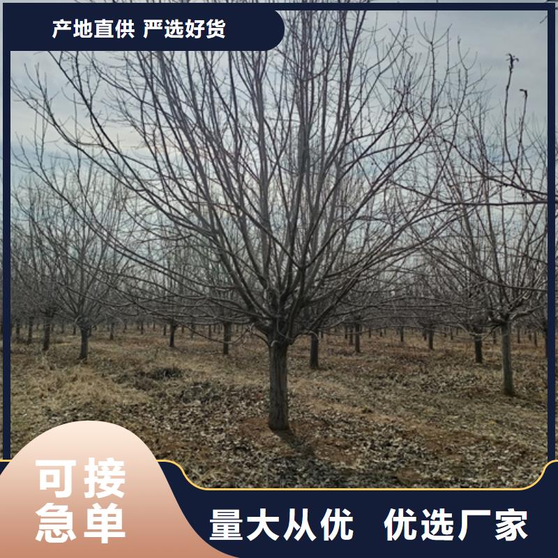 造型法桐-造型法桐廠家直發(fā)