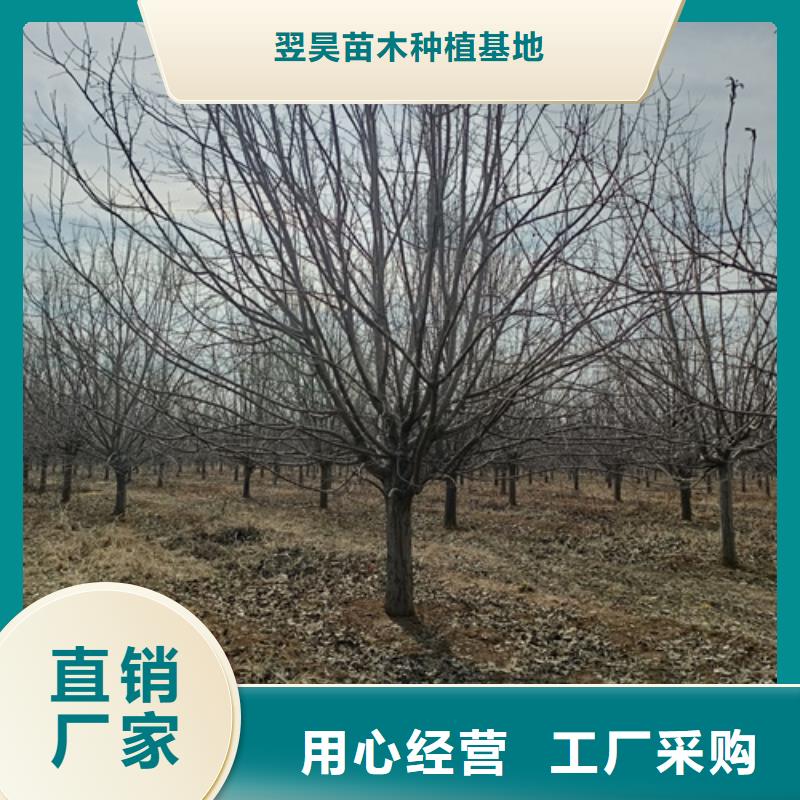 造型法桐_服務優質