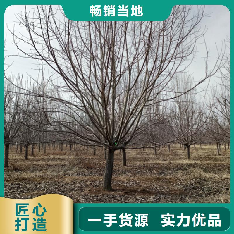 法桐黃金槐N年專注