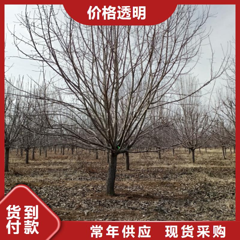 法桐行情-法桐行情實力廠家