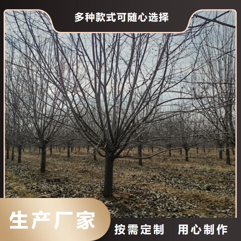 法桐種植基地綠化苗木