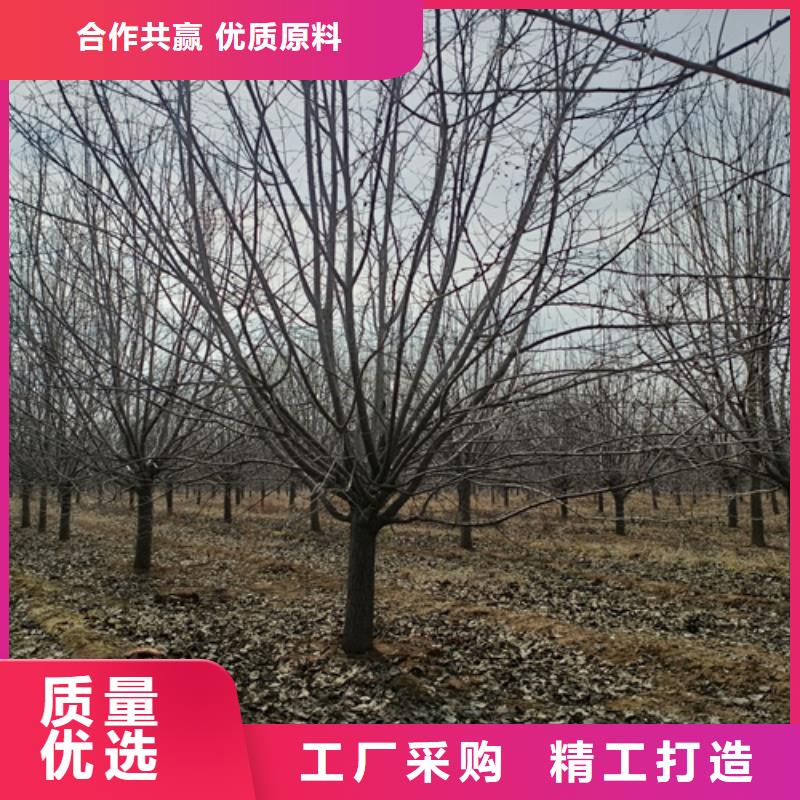 周邊法桐供應(yīng)商