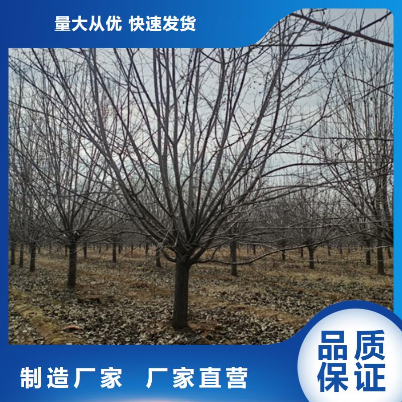 法桐小苗廠家-行業(yè)