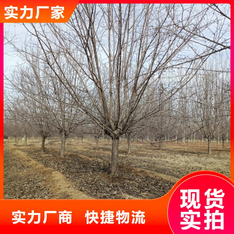 法桐小苗貨源充足綠化喬木