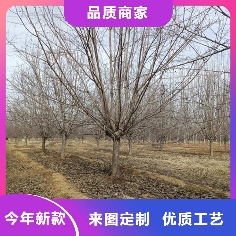 【法桐,美國紅楓高標準高品質(zhì)】