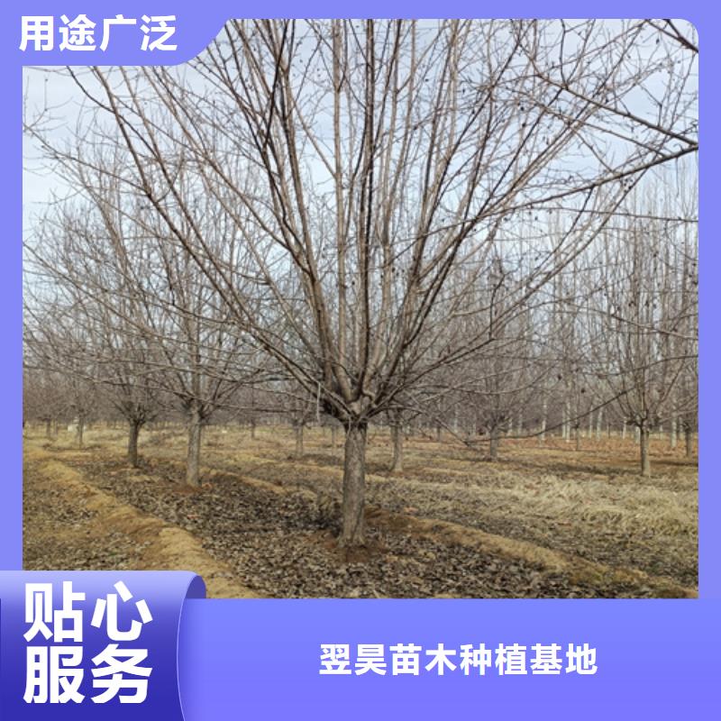 法桐【金葉復(fù)葉槭】質(zhì)檢合格出廠