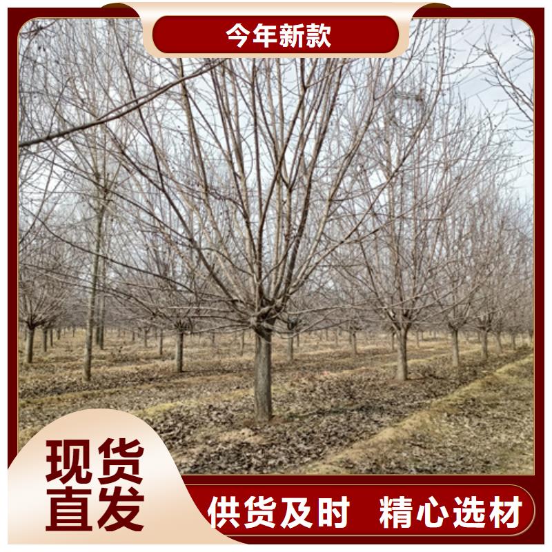速生法桐實力雄厚綠化喬木