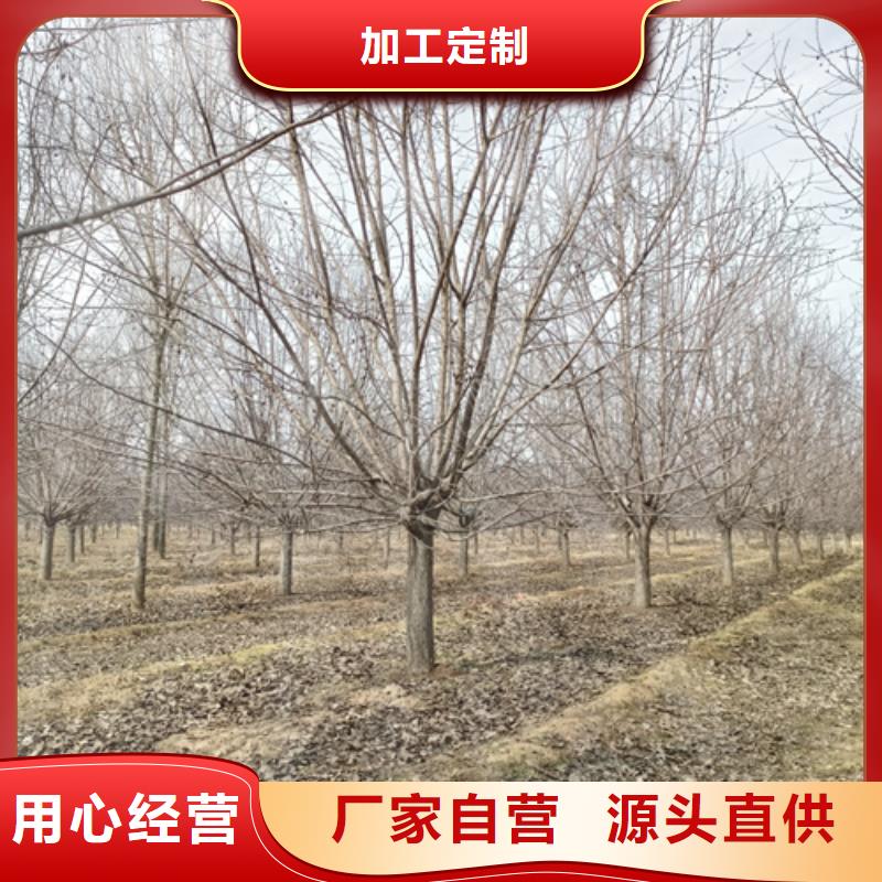 法桐價格現貨供應苗木基地