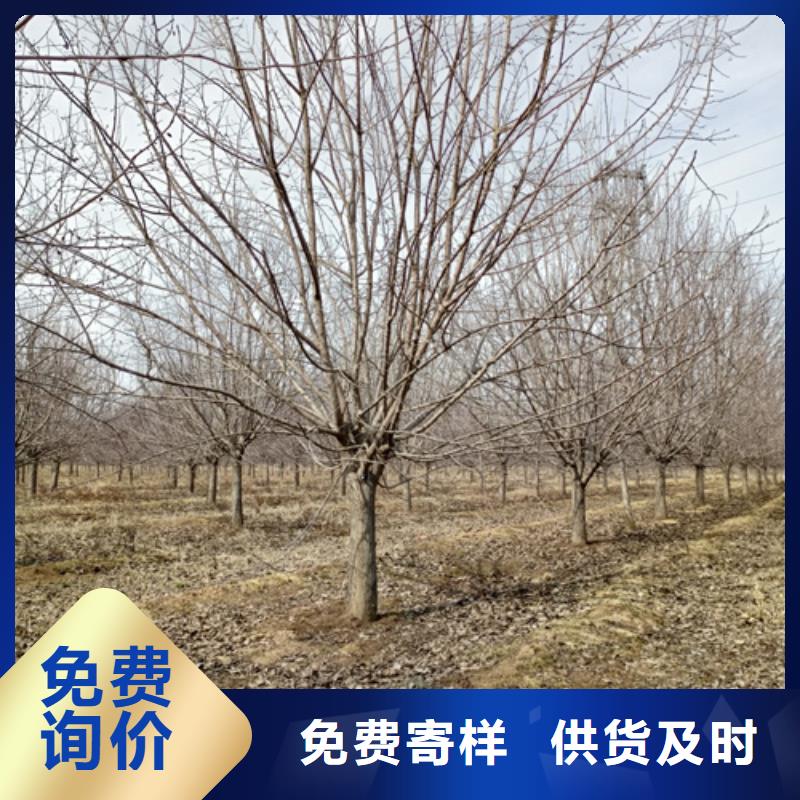法桐承諾守信苗木基地
