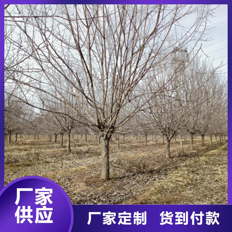 速生法桐低價保真
