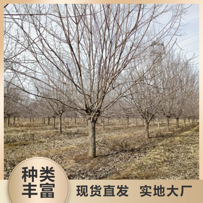 速生法桐采購價格苗木基地