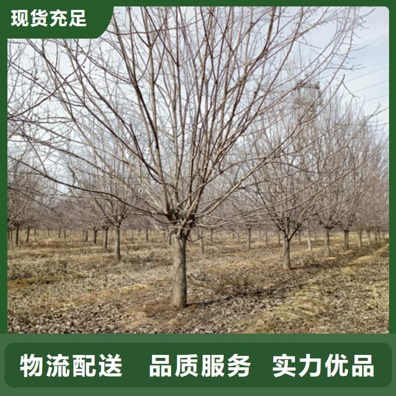 速生法桐_省心省錢