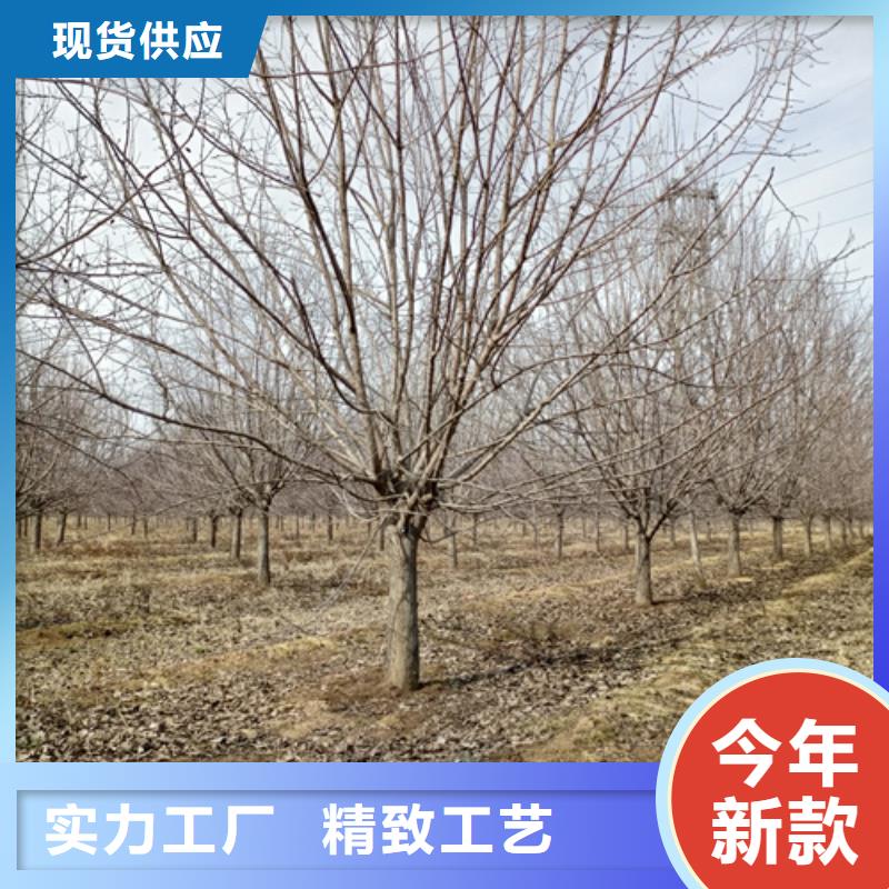 #速生法桐#-價格實惠