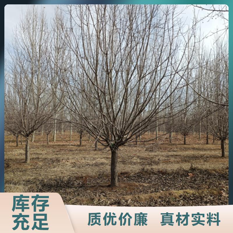 定做法桐行情的公司